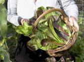 Growing Radicchio